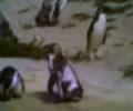 Пингвин (видео прикол для телефонов в формате 3GP)